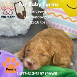 Peony - Apricot female Goldendoodle puppy in Michigan from Fur Baby Farms