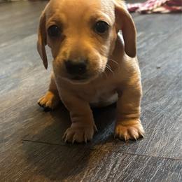 Lane - Cream male Dachshund puppy in Colonial Heights, Virginia from Mimi’s Doxies