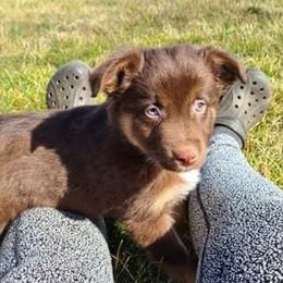 Australian Shepherds from Quintanilha's Kennel