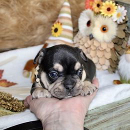 Bulldog and French Bulldog Puppies from Over the Mhoon Bullies & Royal Frenchies