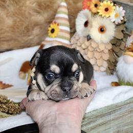 Bulldog and French Bulldog Puppies from Over the Mhoon Bullies & Royal Frenchies
