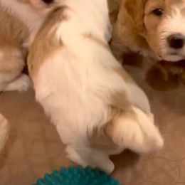 Goldendoodles from Neal Family Doodles