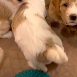 Goldendoodles from Neal Family Doodles