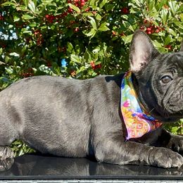 Yellow Collar - Brindle French Bulldog puppy in Bergen County, New Jersey from Skye Blue Frenchies