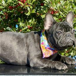 Yellow Collar - Brindle French Bulldog puppy in Bergen County, New Jersey from Skye Blue Frenchies
