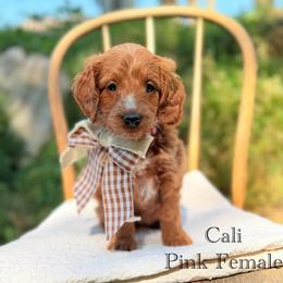 California - Red  female Goldendoodle puppy in Springville, Utah from JW Doodles