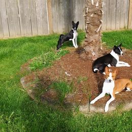 Basenjis from KaBar Basenjis
