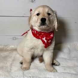 Meadow - Light golden female Golden Retriever puppy in Phillips, Wisconsin from Alfalfa Lane Adventures