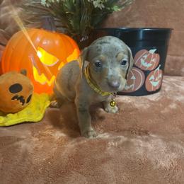 Yellow - Dapple male Dachshund puppy in Saint Jo, Texas from Reeves Dashing-Hounds