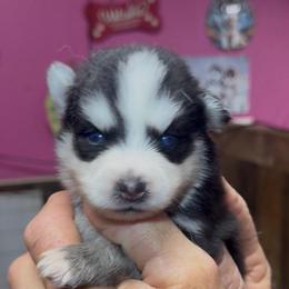 Randy - Black and white male Pomsky puppy in Spring Hill, Florida from PDQ Pomskies