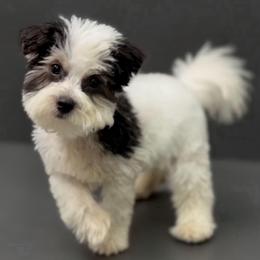 Cassius - Parti male Maltipoo puppy in Lebanon, Kentucky from Mosaic Merle Doodles