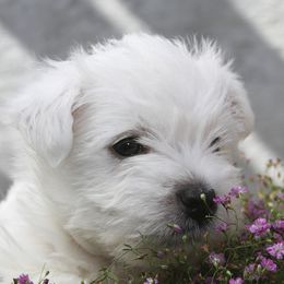 West Highland White Terriers from Wyndbrae