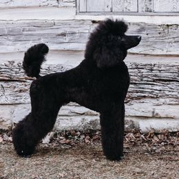 Poodles from Grace & Grit Poodles