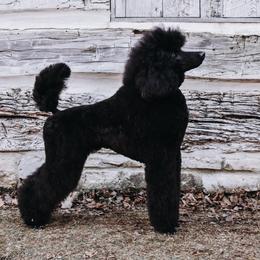 Poodles from Grace & Grit Poodles