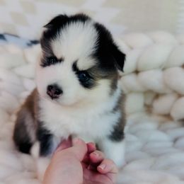Mikey - Black and white male Pomsky puppy in Greencastle, Indiana from JDpomskies