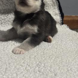 Girl 1 - Black and white female Siberian Husky puppy in Paola, Kansas from East Inn Huskies