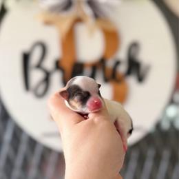Brynn - Fawn brindled black female Chihuahua puppy in Harrison, Michigan from Cloud9 Chihuahuas
