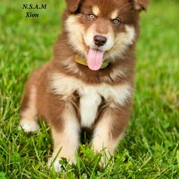 Alaskan Malamute Puppies from North Shore Alaskan Malamutes