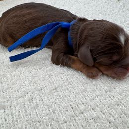 George - Chocolate male Australian Labradoodle puppy in Denton, Texas from Liberty Hill Labradoodles