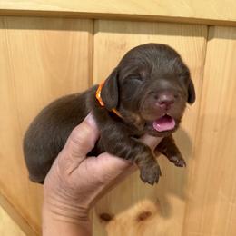 CKC Boy 2 orange - Chocolate and tan male Dachshund puppy in Grand Valley, Pennsylvania from Dachshunds on the Hill