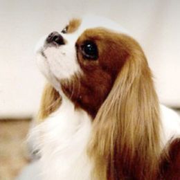 Cavalier King Charles Spaniels from Wyndancer Cavaliers