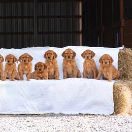 Golden Retrievers from Golden Horse Farm