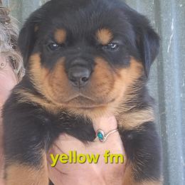 Girl 1 - Black and mahogany female Rottweiler puppy in De Witt, Iowa from Irish Eyes Kennels