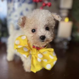 Mary - Parti female Maltipoo puppy in Wendell, North Carolina from Teddys Teddy Bears
