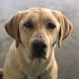 Daisy - Labrador Retriever