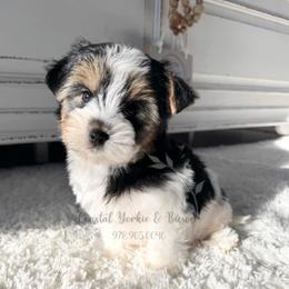 Biewer Boy - Black tan and white male Biewer Terrier puppy in North Chelmsford, Massachusetts from Coastal Yorkshire Terrier Yorkies & Biewer Terriers