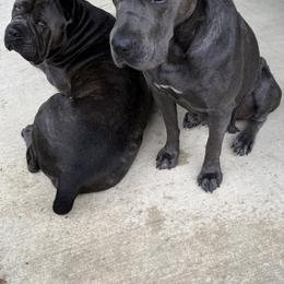 Cane Corso Puppies from A&B kennel