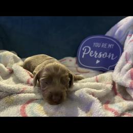 Helios - Fawn (isabella) and tan male Dachshund puppy in Hudson, Michigan from Mittentail Kennel Miniature Dachshunds & Australian Shepherds
