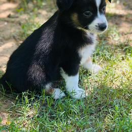 Delma - Black tri female Toy Australian Shepherd puppy in Garvin, Oklahoma from Hochatown Awesome Aussies