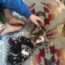 Boy 2 - Blue merle male Australian Shepherd puppy in Bison, South Dakota from South Dakota Creekside Australian Shepherds