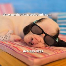 Malibu - Black brown and white female Basset Hound puppy in Pollock, Missouri from Northstar