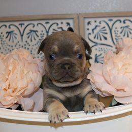 French Bulldog Puppies from Spoiled Frenchies