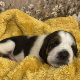 Blue Collar - Black white and brown male Basset Hound puppy in Tonkawa, Oklahoma from Lazy Daisy Basset Hounds
