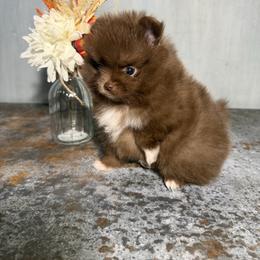 Noel - Chocolate female Pomeranian puppy in Sandia, Texas from Broken Arrow Poms