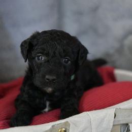 Girl 6 - Black female Poodle puppy in Bauxite, Arkansas from Mountain Ridge Poodles