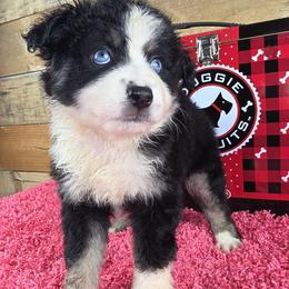 OB-2 - Black tri male Miniature Australian Shepherd puppy in Citra, Florida from Southpaw Herders LLC