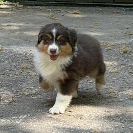The - Red tri-color female Miniature American Shepherd puppy in Garysburg, North Carolina from Schaefer's Miniature American Shepherds