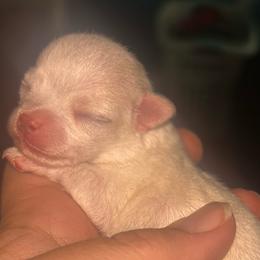 Divinity (Diva for short) - White female Chihuahua puppy in New Castle, Delaware from Sasha’s Elite Kennel LLC