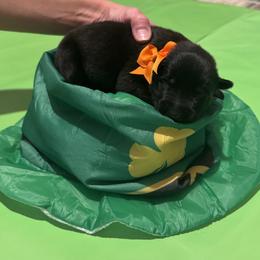 Girl 5 - female Belgian Malinois puppy in Orange, Texas from Tactimal K9 Kennels