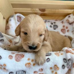 Montgomery - Apricot male Goldendoodle puppy in Boise, Idaho from Goldendoodle Baby