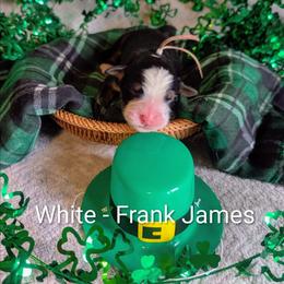 White - Frank James - Black rust and white male Bernese Mountain Dog puppy in Marion, Indiana from Zarah's Bernese Mountain Dogs