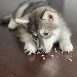 Siberian Husky Puppies from SoFlo Siberians