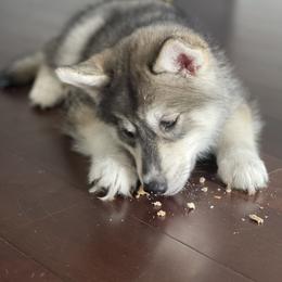 Siberian Husky Puppies from SoFlo Siberians