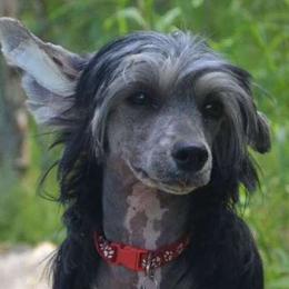 Naomi - Chinese Crested
