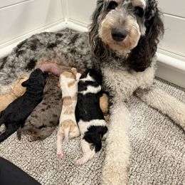 Goldendoodle Puppies from Bayshore Doodles