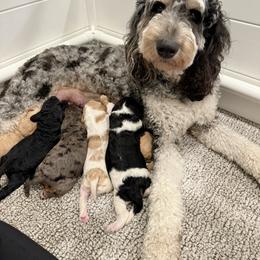 Goldendoodle Puppies from Bayshore Doodles